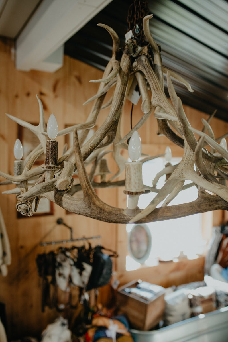 "Yellow Stone" Authentic Antler Chandelier